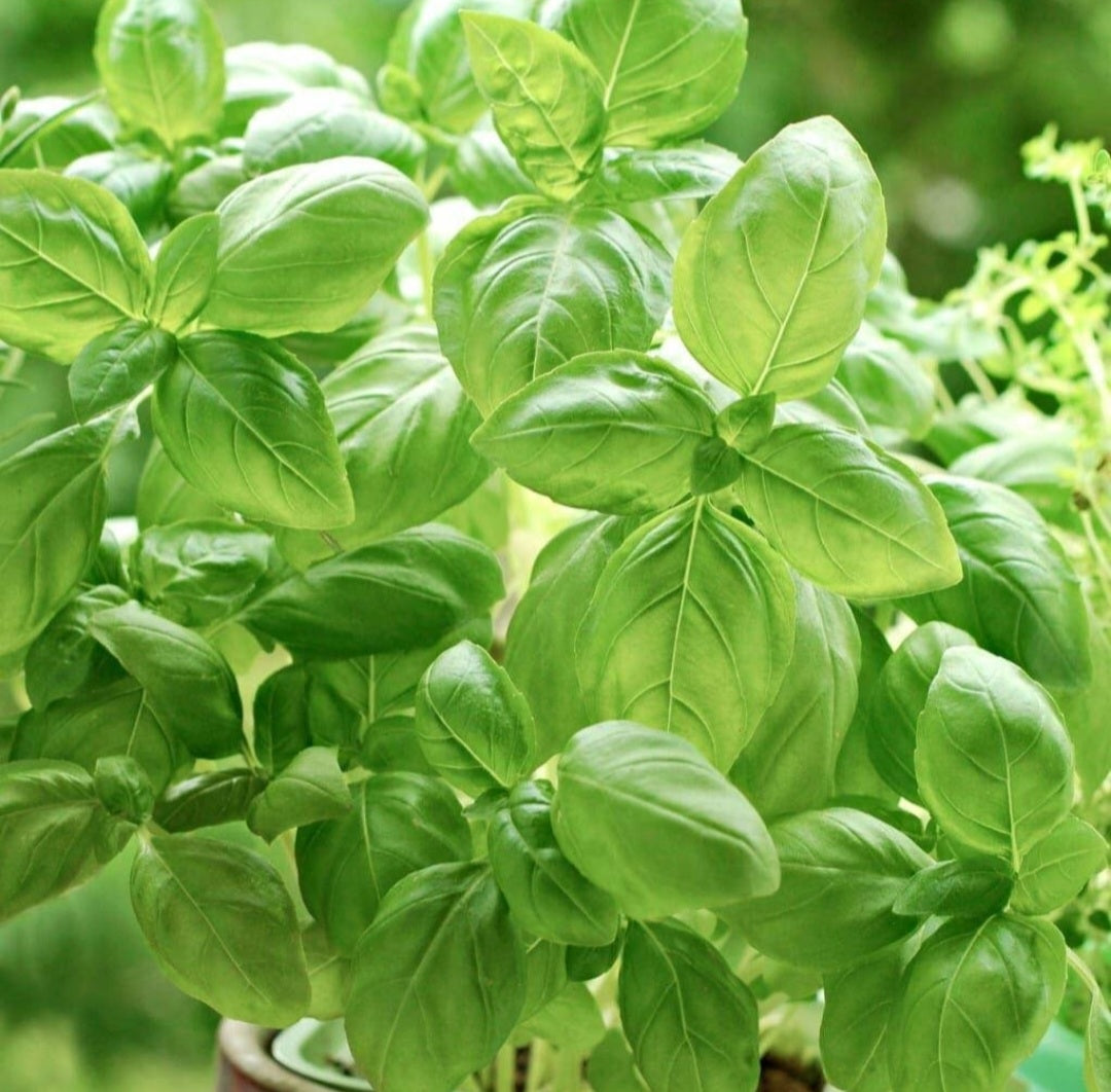 Sweet Basil Starter Live Plants 4 Seedlings Hello May Garden