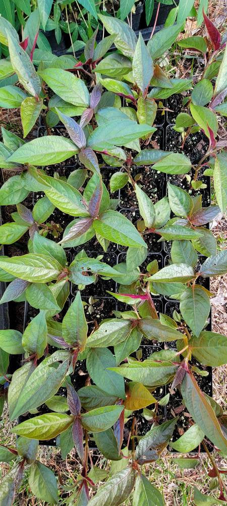Artemisia Annua - Tshab Xyoob Hmong Medicinal Herbs Starter Plant - 2. –  Hello May Garden