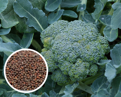 Broccoli Waltham 29 Seeds Heirloom Non-GMO (300+ Seeds)