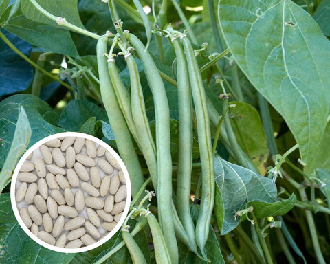 Blue Lake 274 Bean (Bush) Seeds Non-GMO (50+ Seeds)