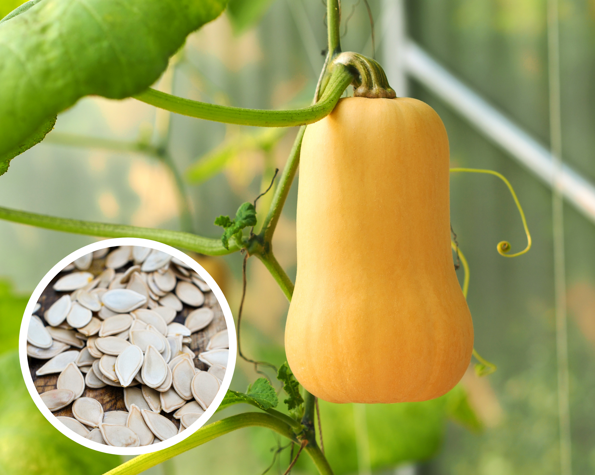 Waltham Butternut Winter Squash Seeds Heirloom Non-GMO (25+ Seeds)