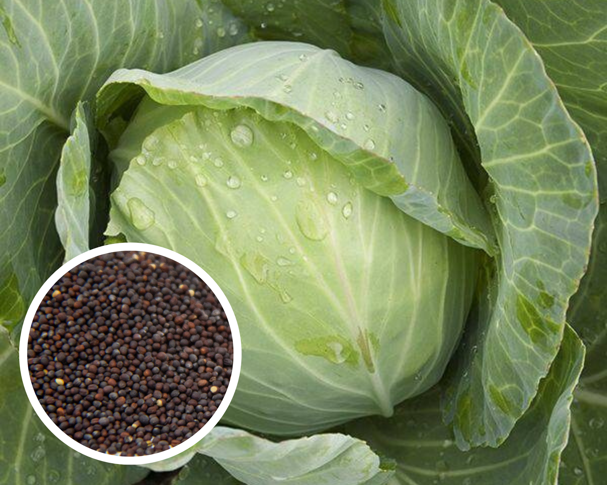 Cabbage Golden Acre Seeds Heirloom Non-GMO (200+ Seeds)