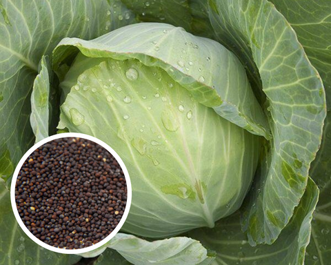 Cabbage Golden Acre Seeds Heirloom Non-GMO (200+ Seeds)