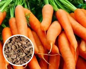 Carrot Little Finger Seeds Heirloom Non-GMO (100+ Seeds)