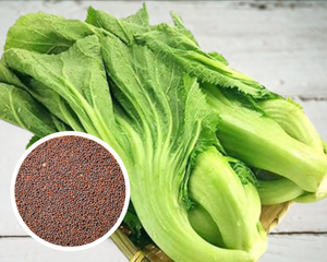 Chinese Mustard Greens, Zaub Ntsuab Kav Ntswj Loj Seeds Heirloom Non-GMO (1000+ Seeds)