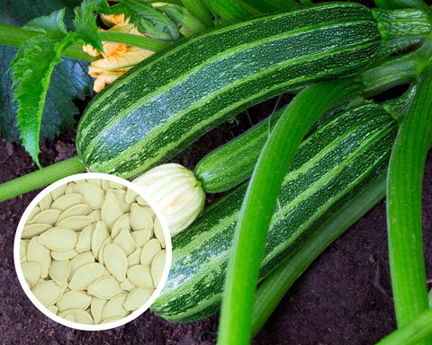 Cocozelle Zucchini Summer Squash Seeds Heirloom Non-GMO (30+ Seeds)