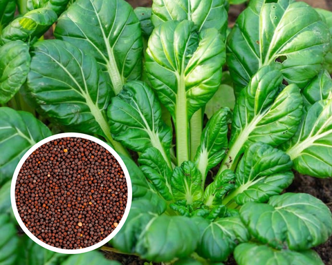 Mustard Tatsoi Black Knight, Zaub Nplooj Diav Seeds Non-GMO (1,000+ Seeds)