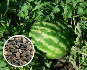 Crimson Sweet Watermelon Seeds Heirloom Non-GMO (25+ Seeds)