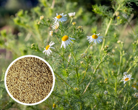 German Chamomile Seeds Herb Heirloom Non-GMO (500+ Seeds)