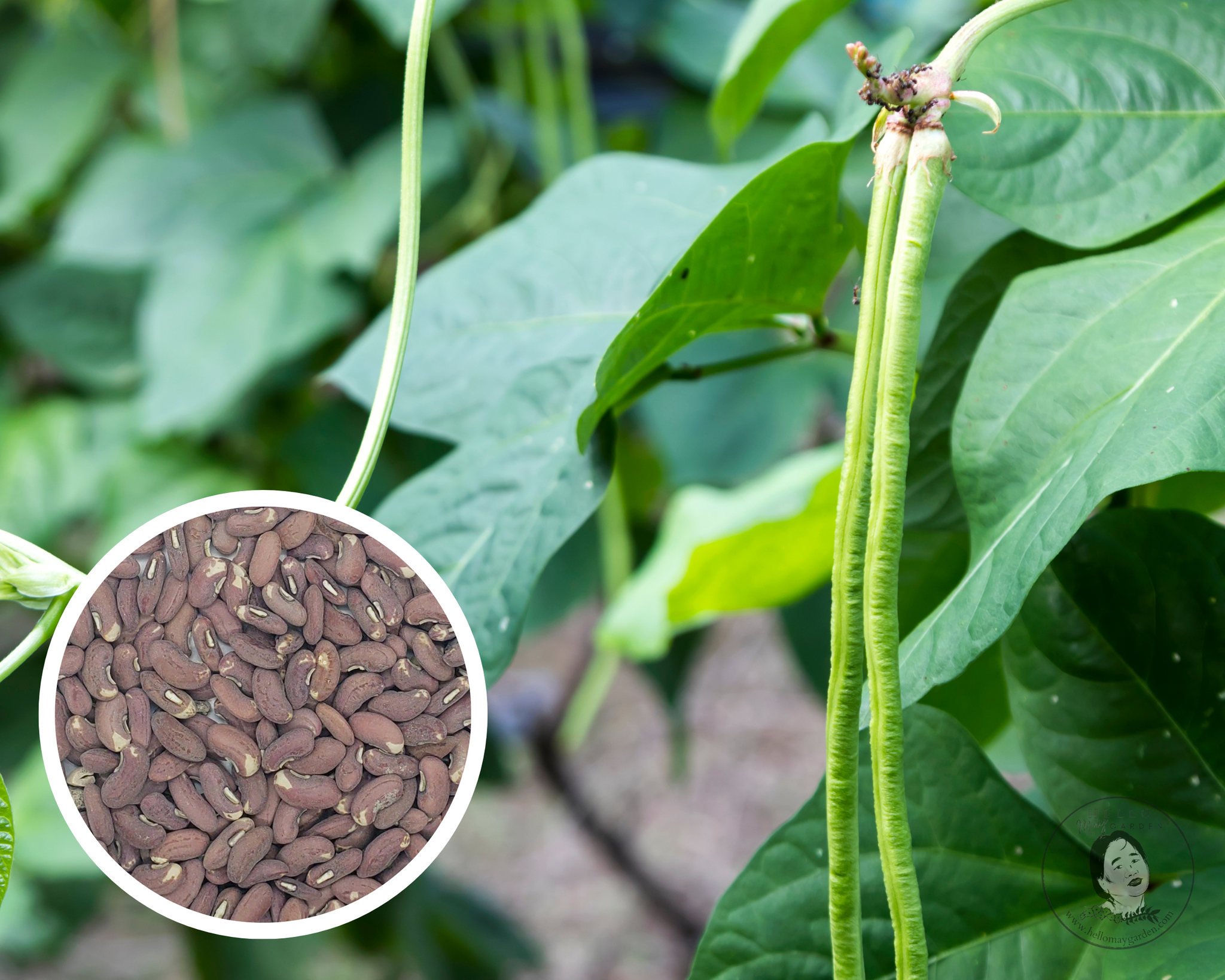 Yard Long Green Bean Seeds Heirloom Non-GMO (50+)