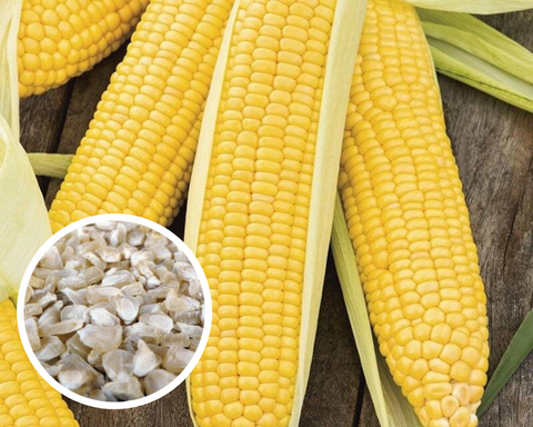 Corn Honey Select Sweet Hyb (Yellow) Seeds Non-GMO (150+ Seeds)