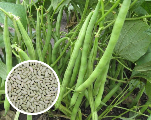 Jade Green Bean Seeds (Bush) Non-GMO (50+ Seeds)