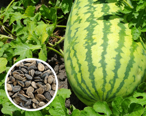 Jubilee Watermelon Seeds Heirloom Non-GMO (25+ Seeds)