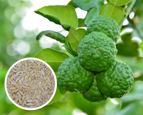 Kaffir Lime Tree - Citrus Hystrix Makrut Seeds