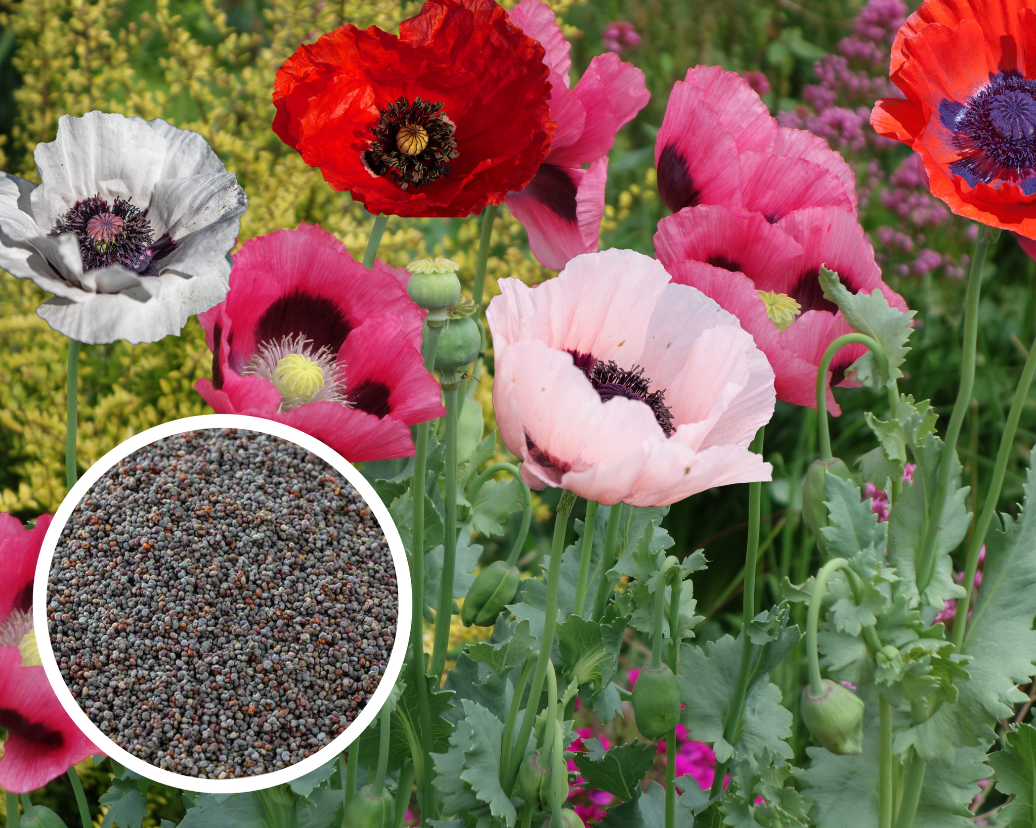 Oriental Poppy - Mixed Colors, Papaver Orientale Flower Seeds Heirloom Non-GMO (100+ Seeds)