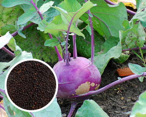 Kohlrabi Purple Vienna Seeds Heirloom Non-GMO (600+ Seeds)