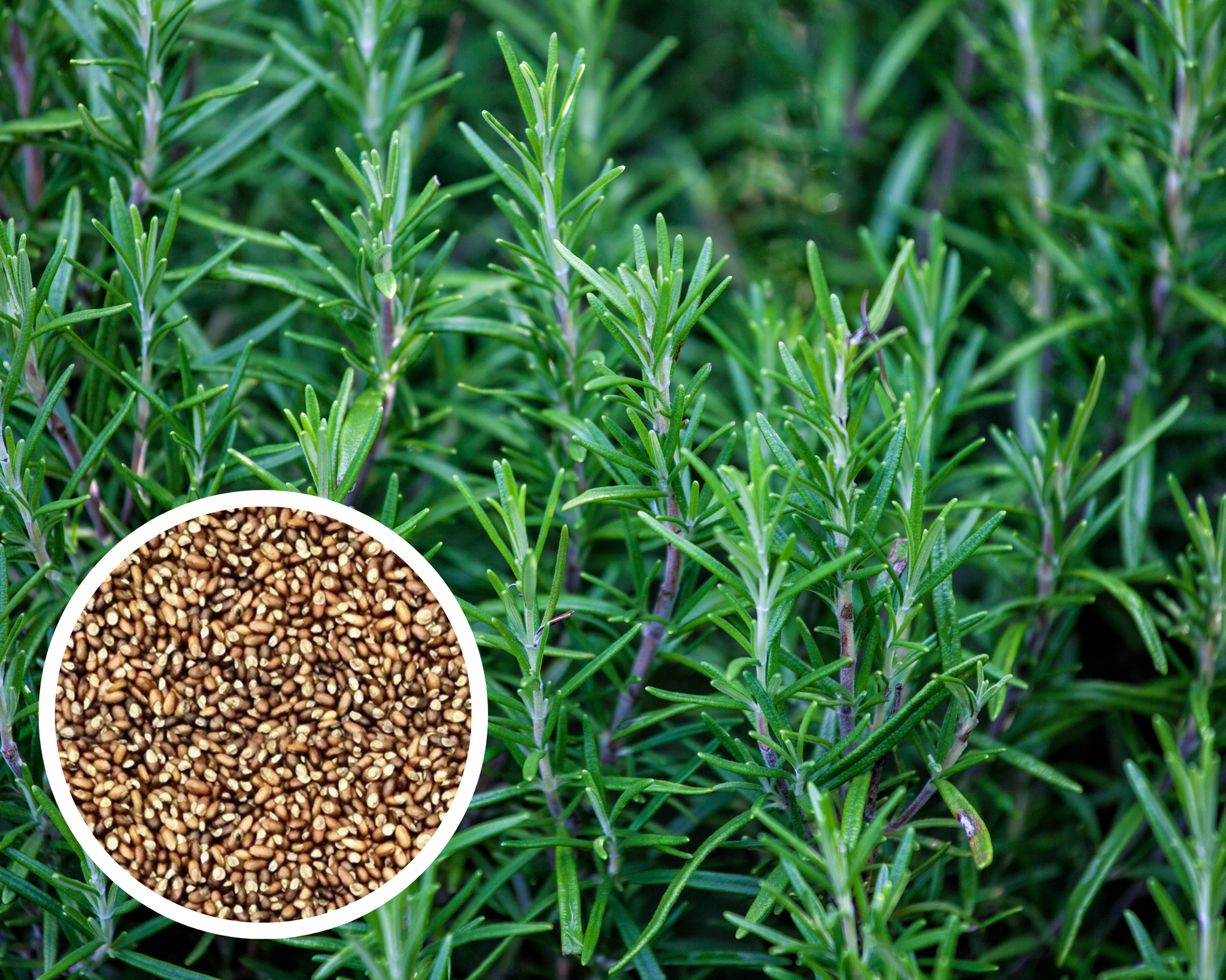 Rosemary Herbs Seeds Heirloom Non-GMO (100+ Seeds)