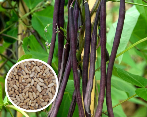 Royalty Purple Pod Bean Seeds (Bush) Non-GMO (25+ Seeds)