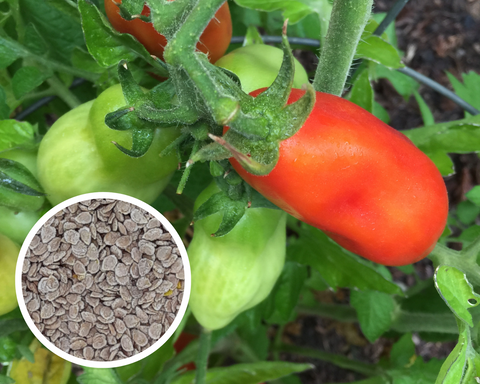 San Marzano Tomato Seeds Heirloom Non-GMO (75+ Seeds)