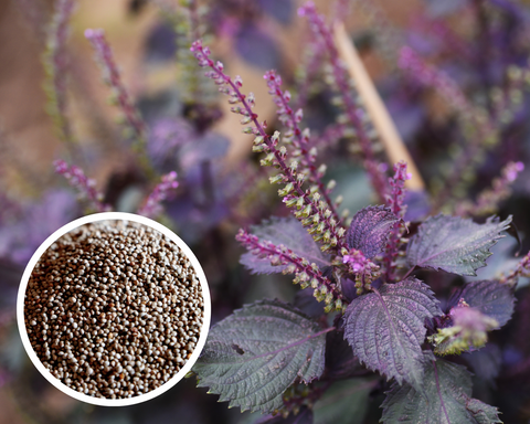 Shiso (Perilla) - Purple (Red) Seeds Herb Heirloom Non-GMO (100+ Seeds)