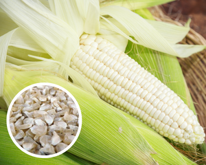 Corn Silver King Sweet Hyb (White) Seeds Non-GMO (150+ Seeds)