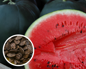 Sugar Baby Watermelon Seeds Heirloom Non-GMO (25+ Seeds)