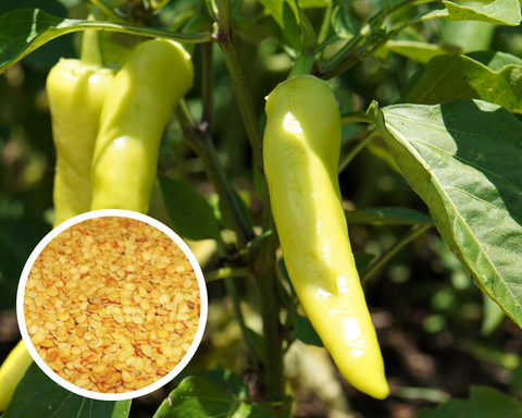 Sweet Banana Pepper Seeds Heirloom Non-GMO (50+ Seeds)