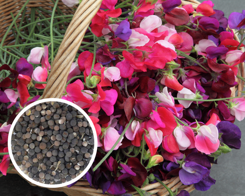 Sweet Pea Royal Choice Mix Flower Seeds Heirloom Non-GMO (50+ Seeds)