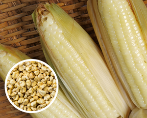 White Waxy Glutinous Corn, Pob Kws Nplaum Heirloom Non-GMO (50+ Seeds)