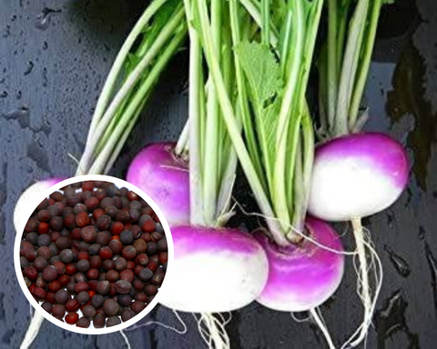 Turnip Purple Top White Globe Seeds Heirloom Non-GMO (250+ Seeds)