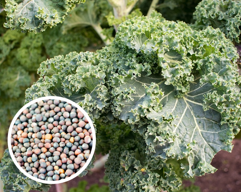 Kale Winterbor (F1) Seeds Non-GMO (50+ Seeds)