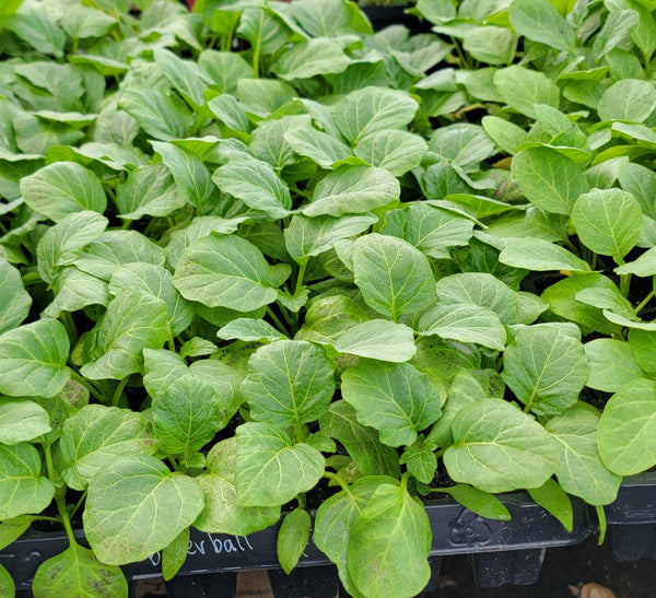 Liberian Kittley Bitter Ball Pea Eggplant, African Eggplant Live Plants - 4 Seedlings