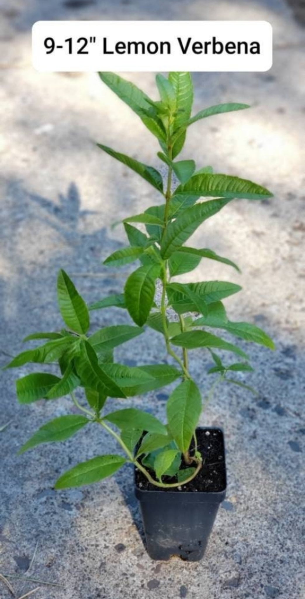 Aloysia triphylla (Lemon Verbena)