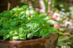 Sweet Basil Seeds Herbs Heirloom Non-GMO (600+ Seeds)