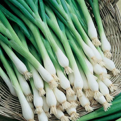 Onion Tokyo Long White Bunching Seeds Herbs Heirloom Non-GMO (200+ See ...