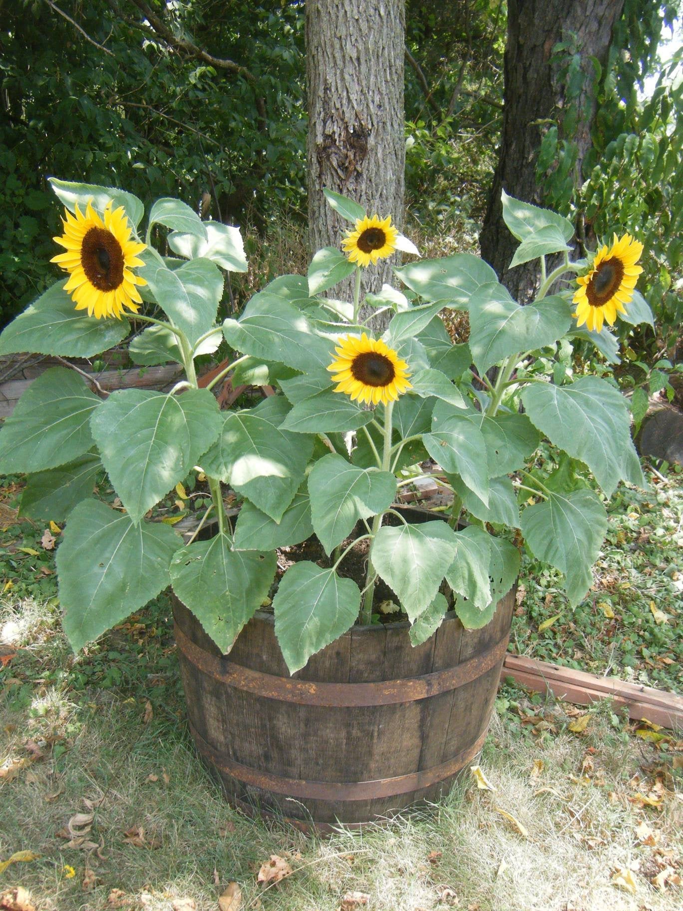 Flower Sunflower Dwarf Sunspot Seeds Non-GMO (50+ Seeds)