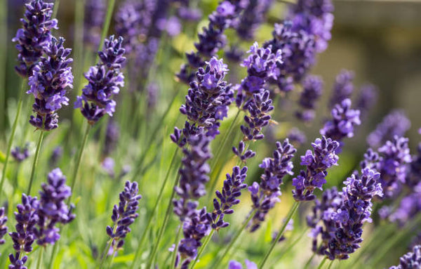 Lavender Herbs Starter Plants - 2.5" pot