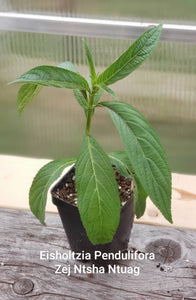 Eisholtzia Pendulifora - Zej Ntshua Ntuag Hmong Medicinal Herbs Starter Plant - 2.5" pot *PREORDER ONLY