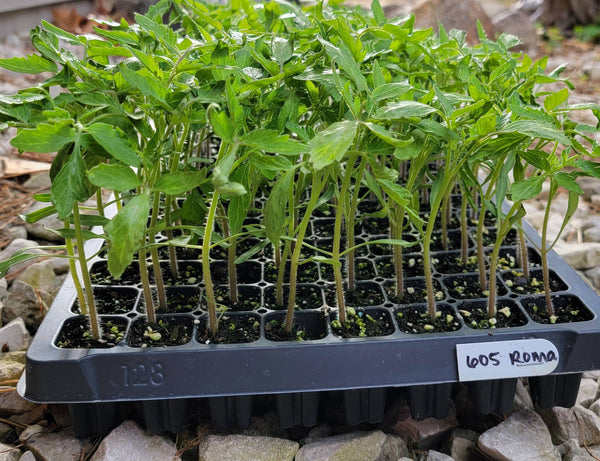 Roma Tomato Starter Plants - 4 Seedlings