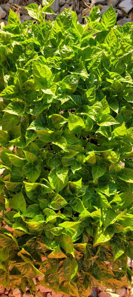 Orange Habanero Pepper Starter Plant - 4 Seedlings