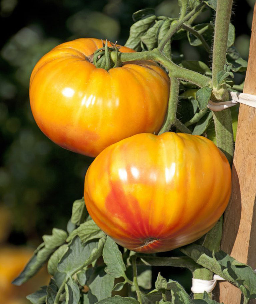 Tomato Chef's Choice Bicolor F1